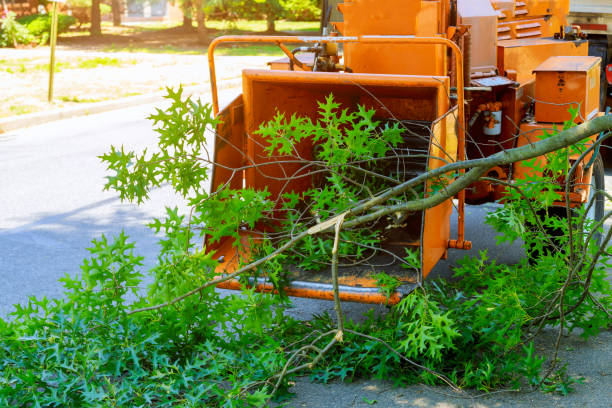 Best Tree Root Removal  in Shinglehouse, PA